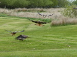 FZ015351 Red kites feeding (Milvus milvus).jpg